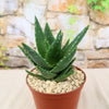 Aloe t-rex