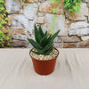 Aloe t-rex