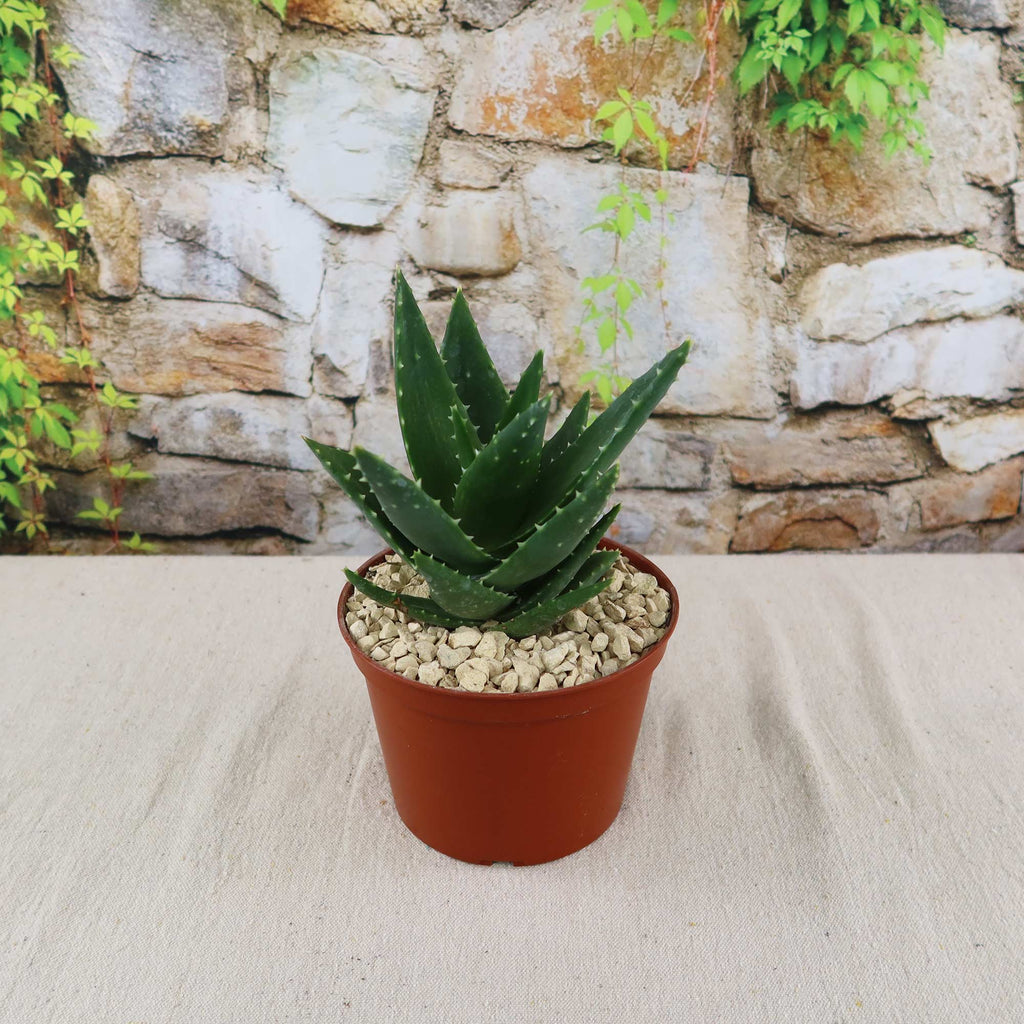 Aloe t-rex