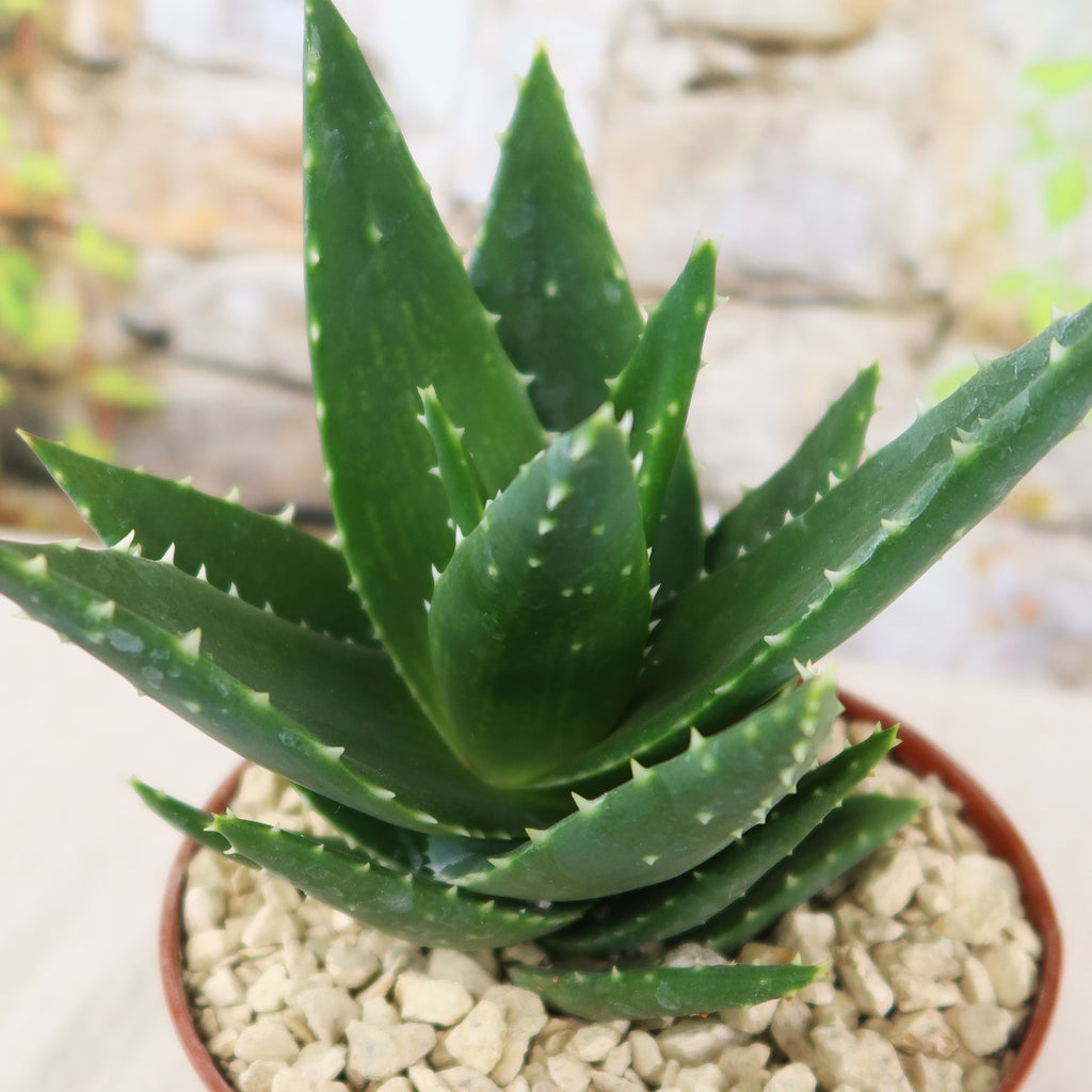 Aloe t-rex