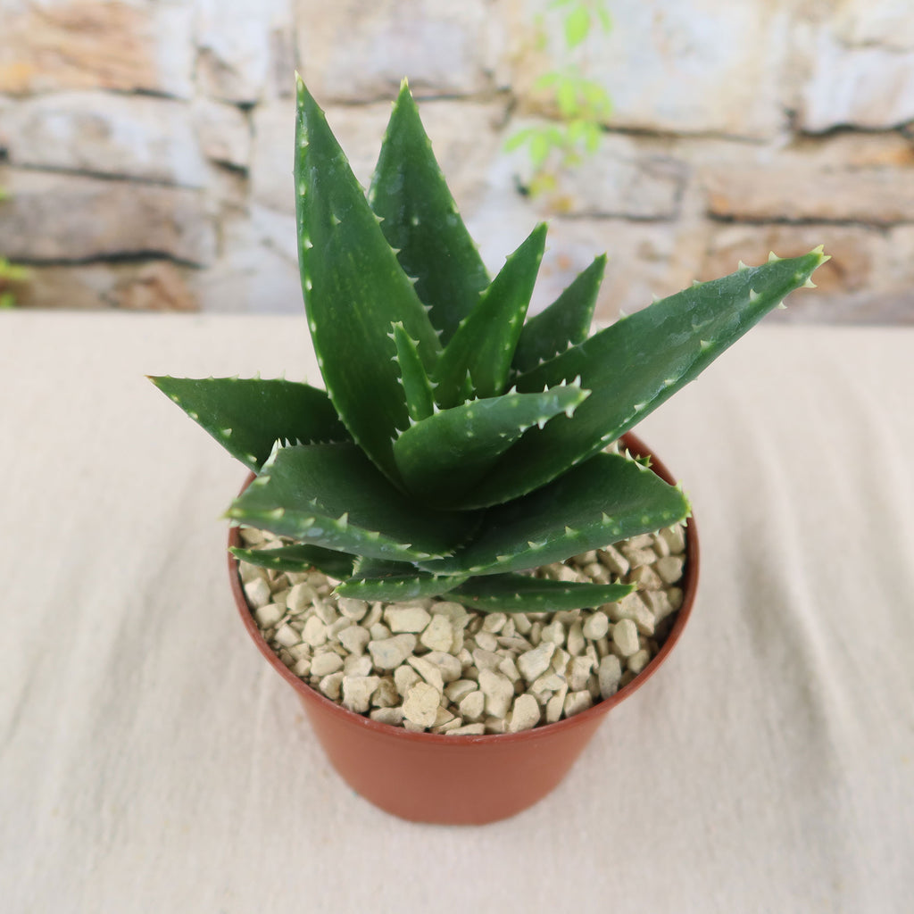 Aloe t-rex