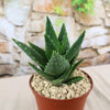 Aloe t-rex