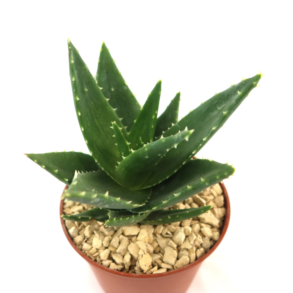Aloe t-rex
