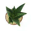 Aloe t-rex