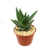 Aloe t-rex