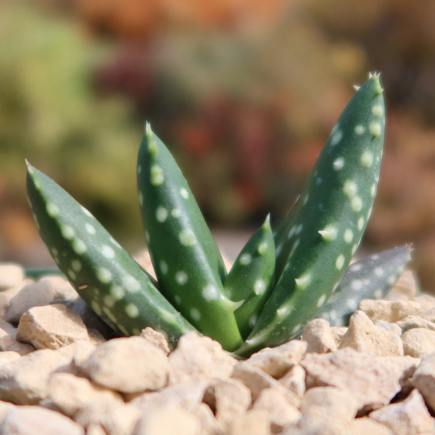 jurassic plant succulent Aloe paradisicum 'Jurassic Dino'