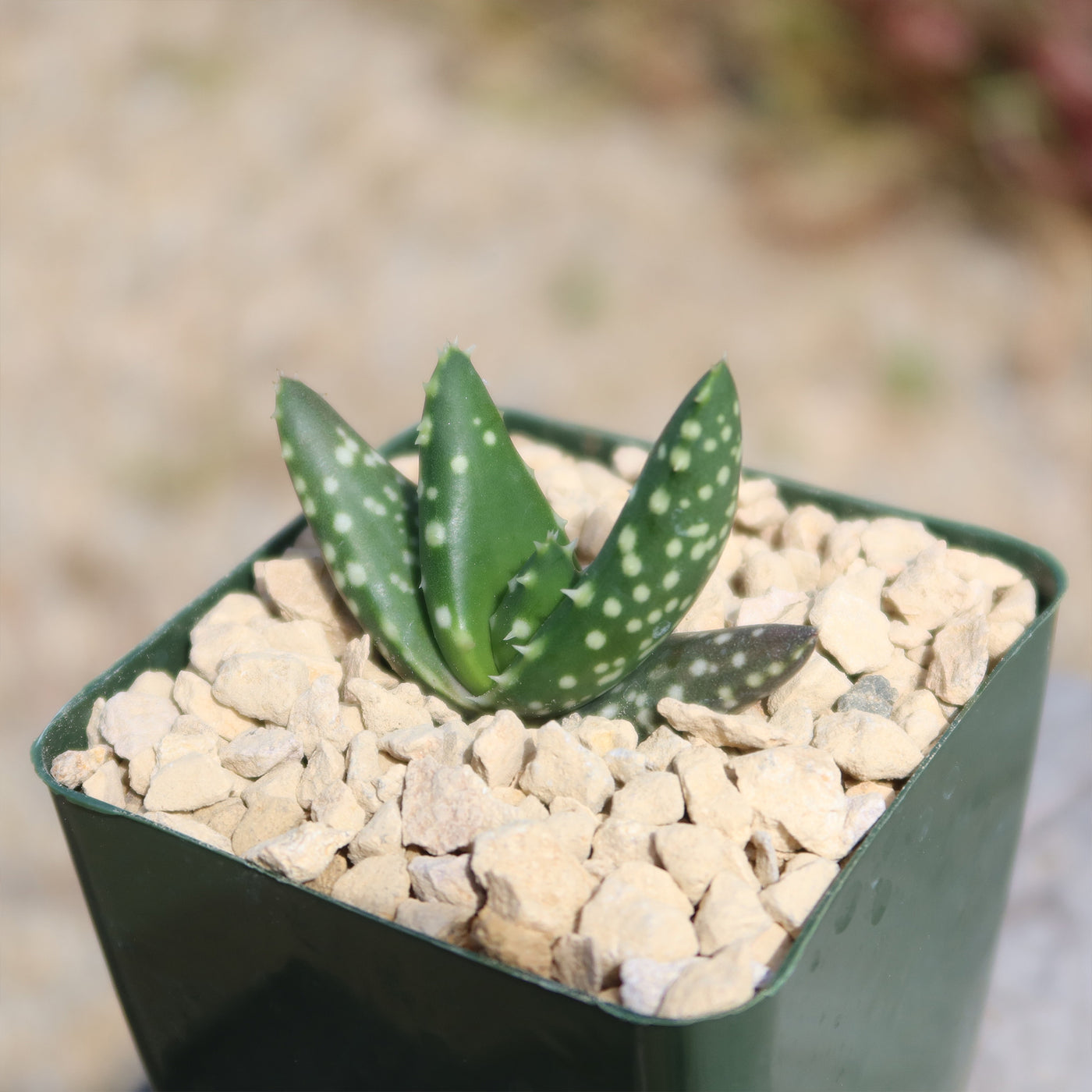 Aloe paradisicum 'Jurassic Dino'