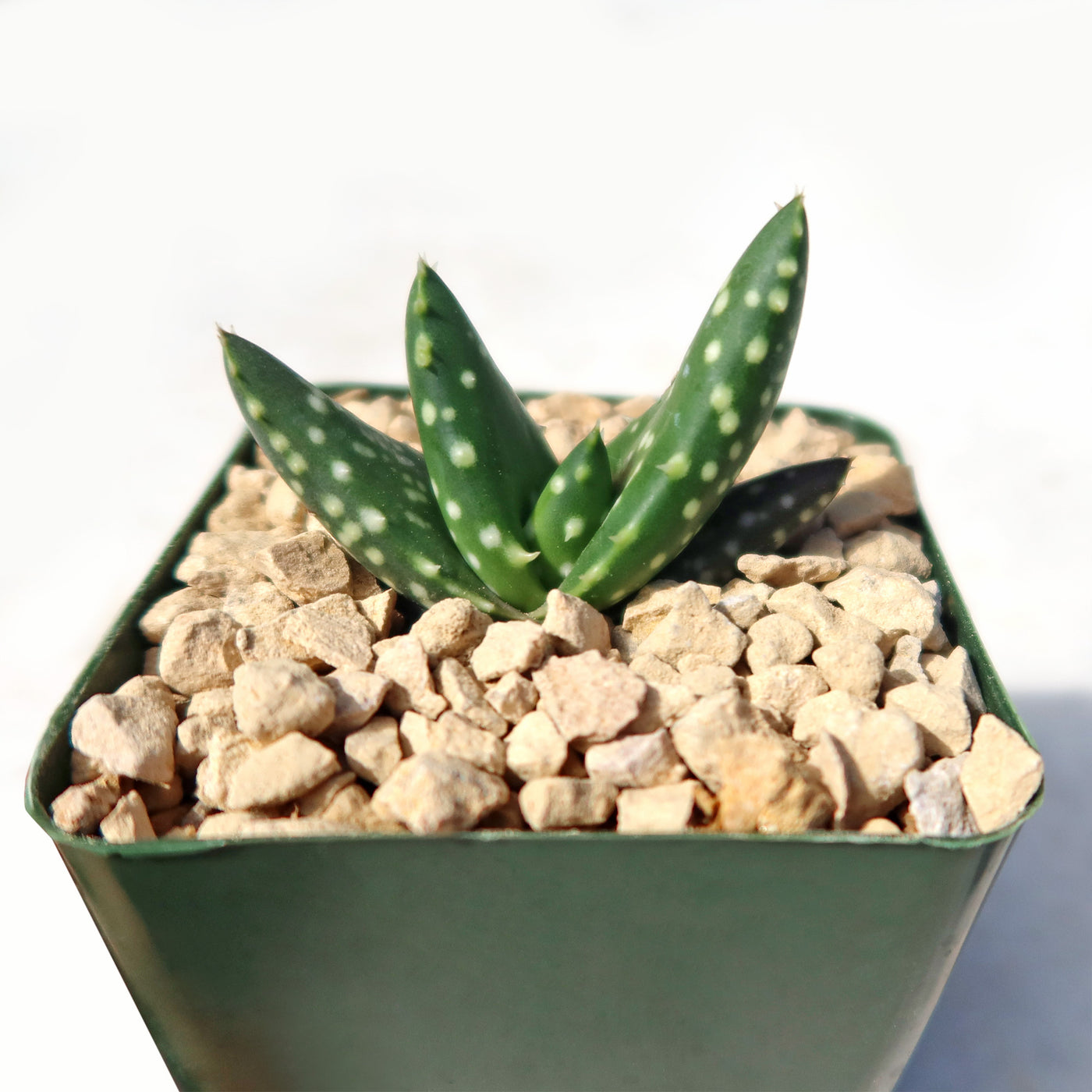 jurassic succulent Aloe paradisicum 'Jurassic Dino'