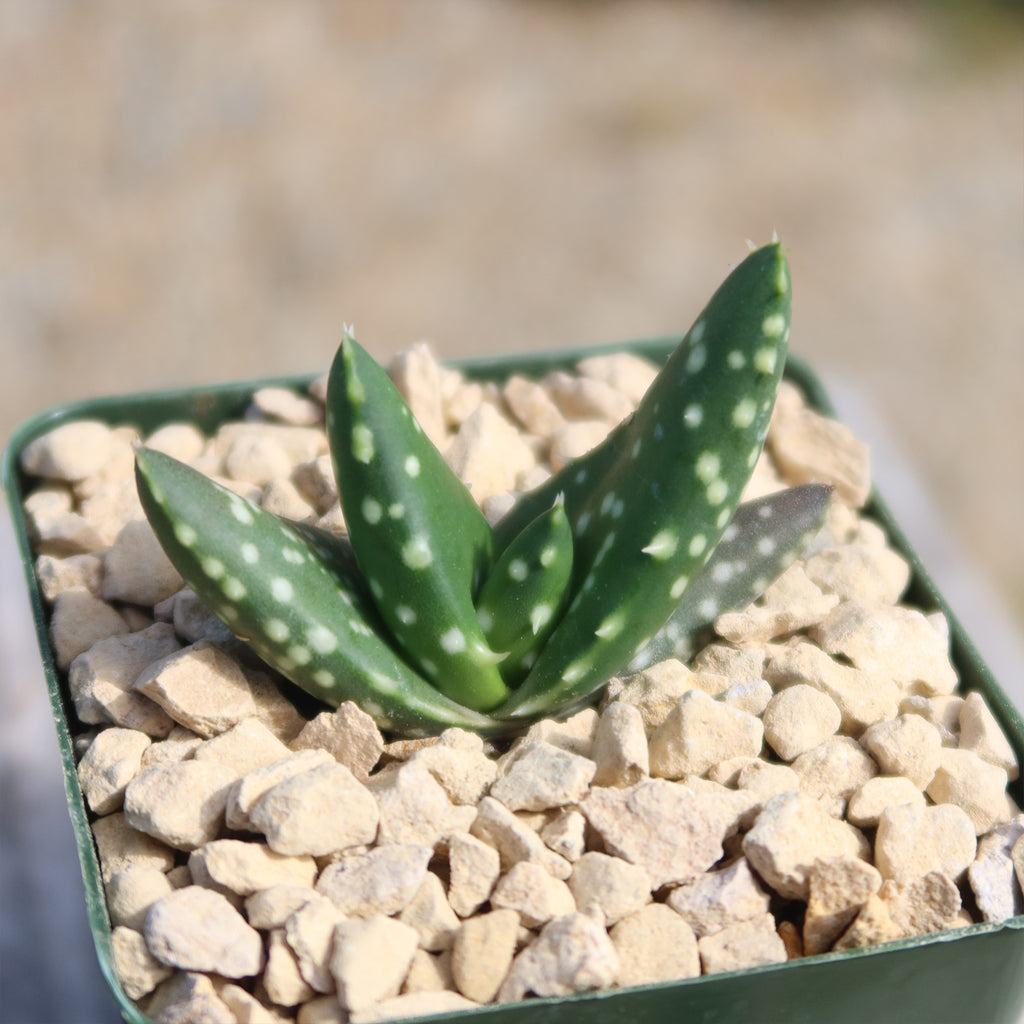 Aloe paradisicum &
