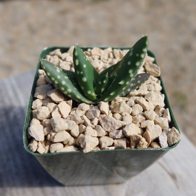 Aloe paradisicum 'Jurassic Dino'