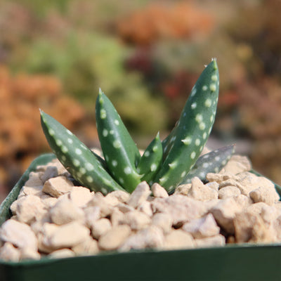 Aloe paradisicum 'Jurassic Dino'