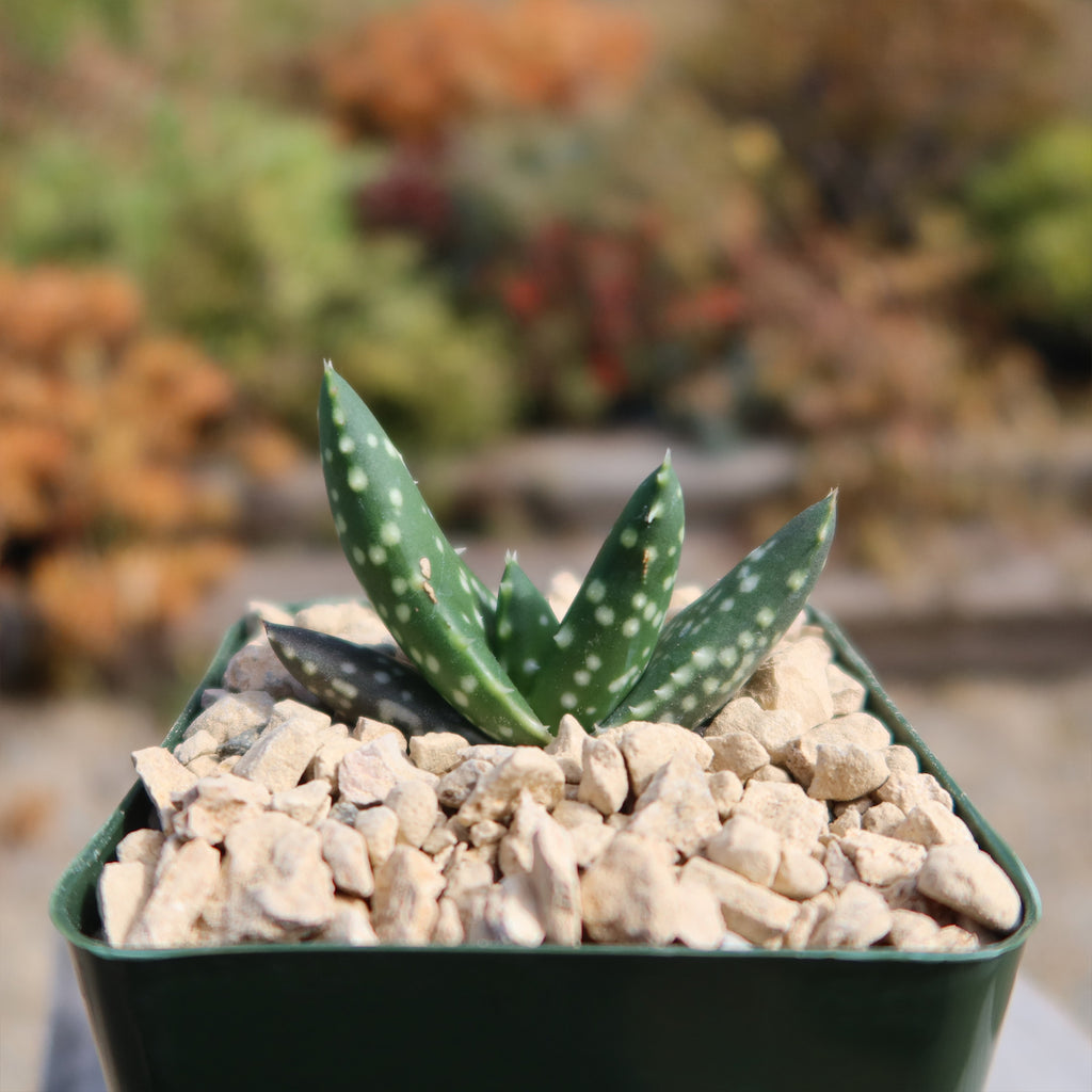Aloe paradisicum &