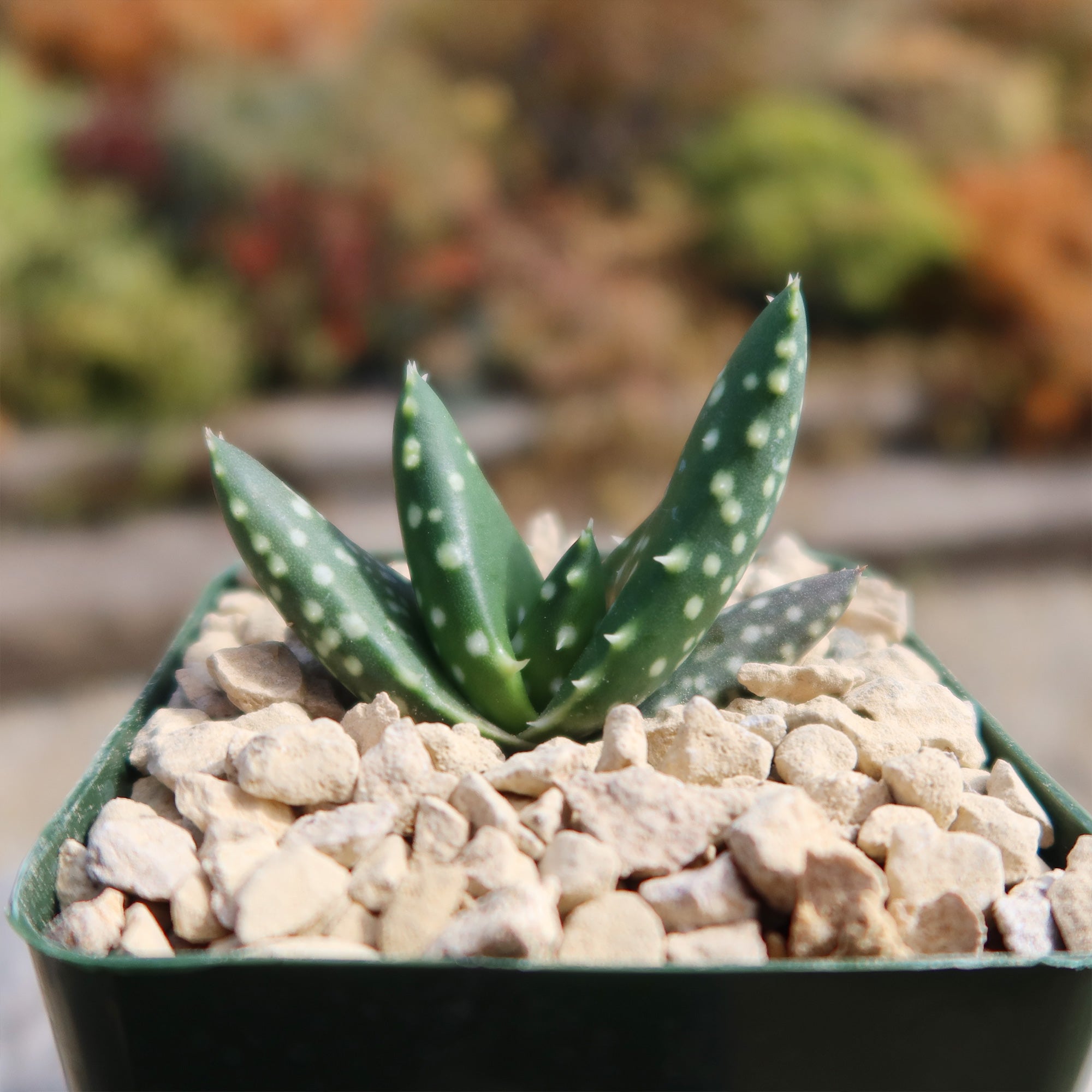 Aloe paradisicum 'Jurassic Dino'