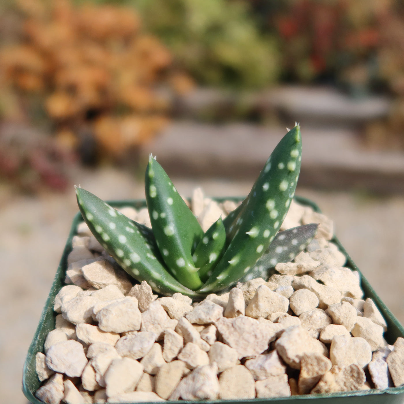 Aloe paradisicum 'Jurassic Dino'