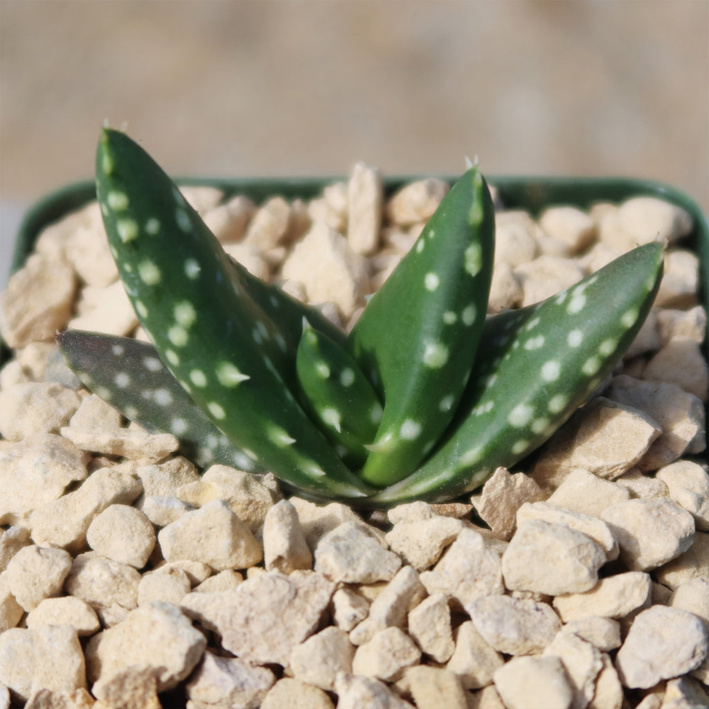 Aloe paradisicum &