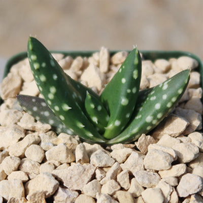 Aloe paradisicum 'Jurassic Dino'