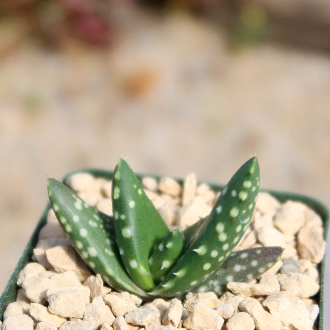 Aloe paradisicum 'Jurassic Dino'