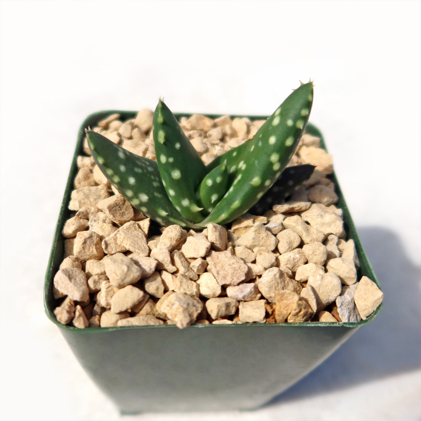 aloe vera maske über nacht CNC Bio-Cellulose Mask mit Hyaluron & Aloe Vera - Beautymanufactur main image 0