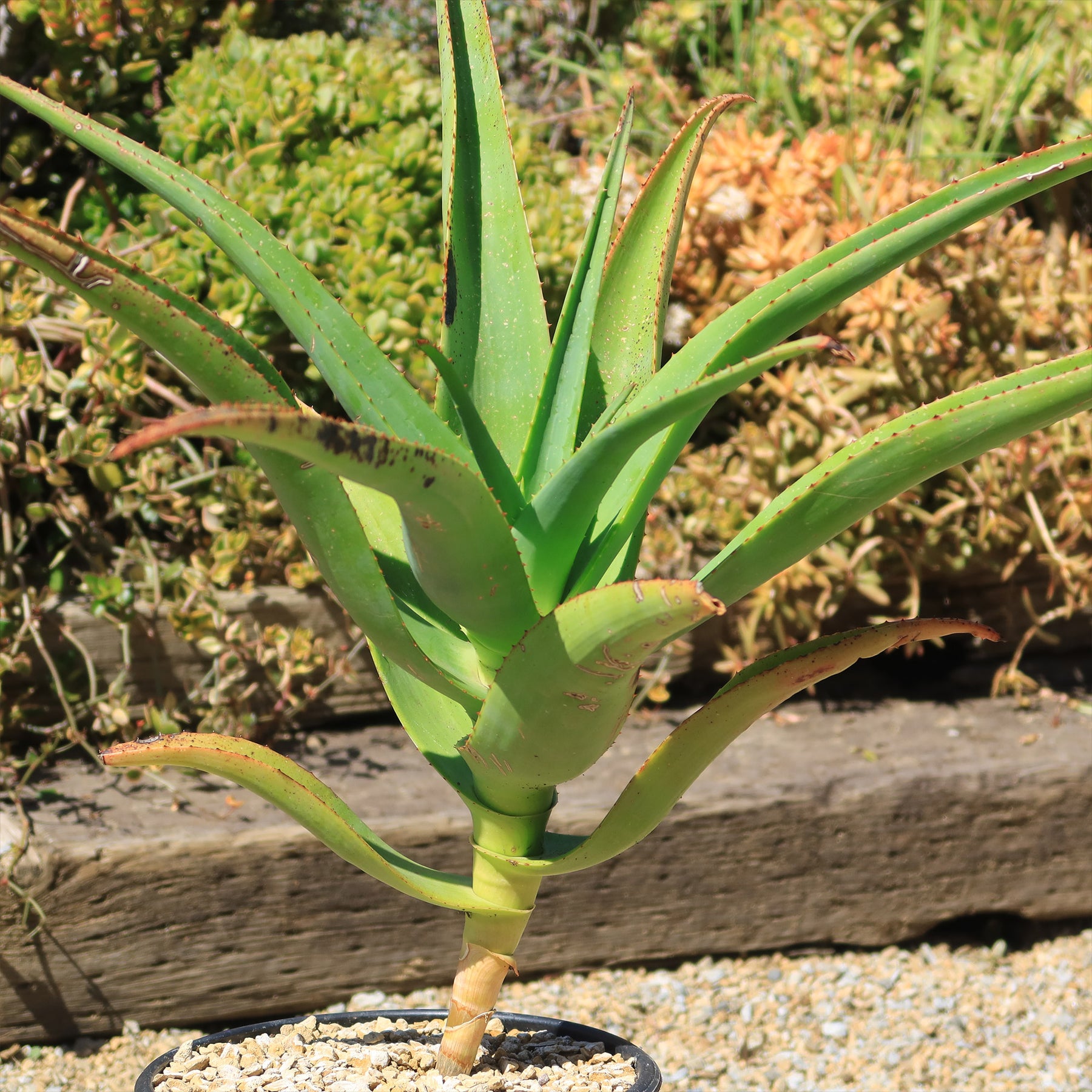 Tree Aloe Aloe Tree - Aloidendron barberae bainesii | Shop Now – Planet Desert