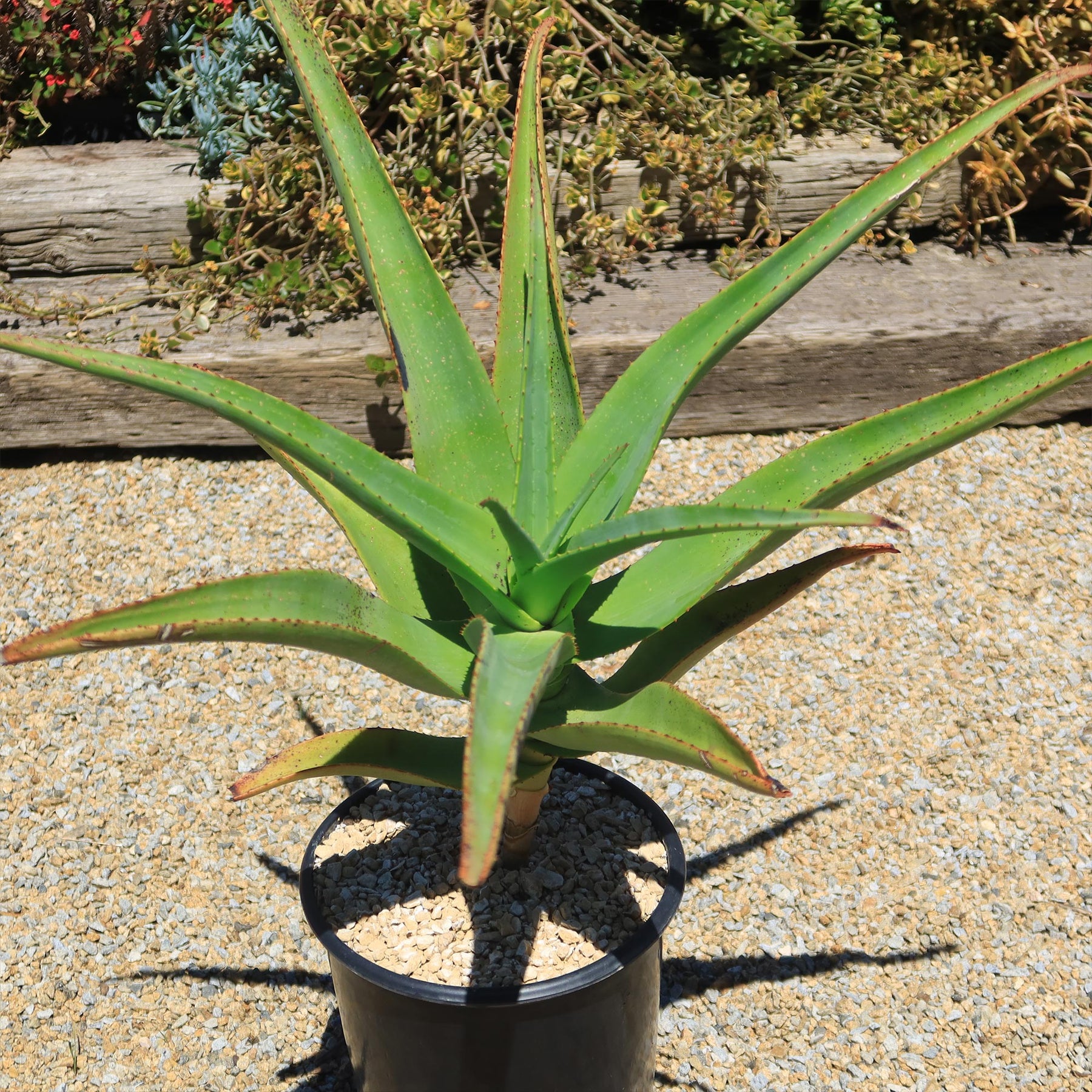 Tree Aloe Aloe Tree - Aloidendron barberae bainesii | Shop Now – Planet Desert