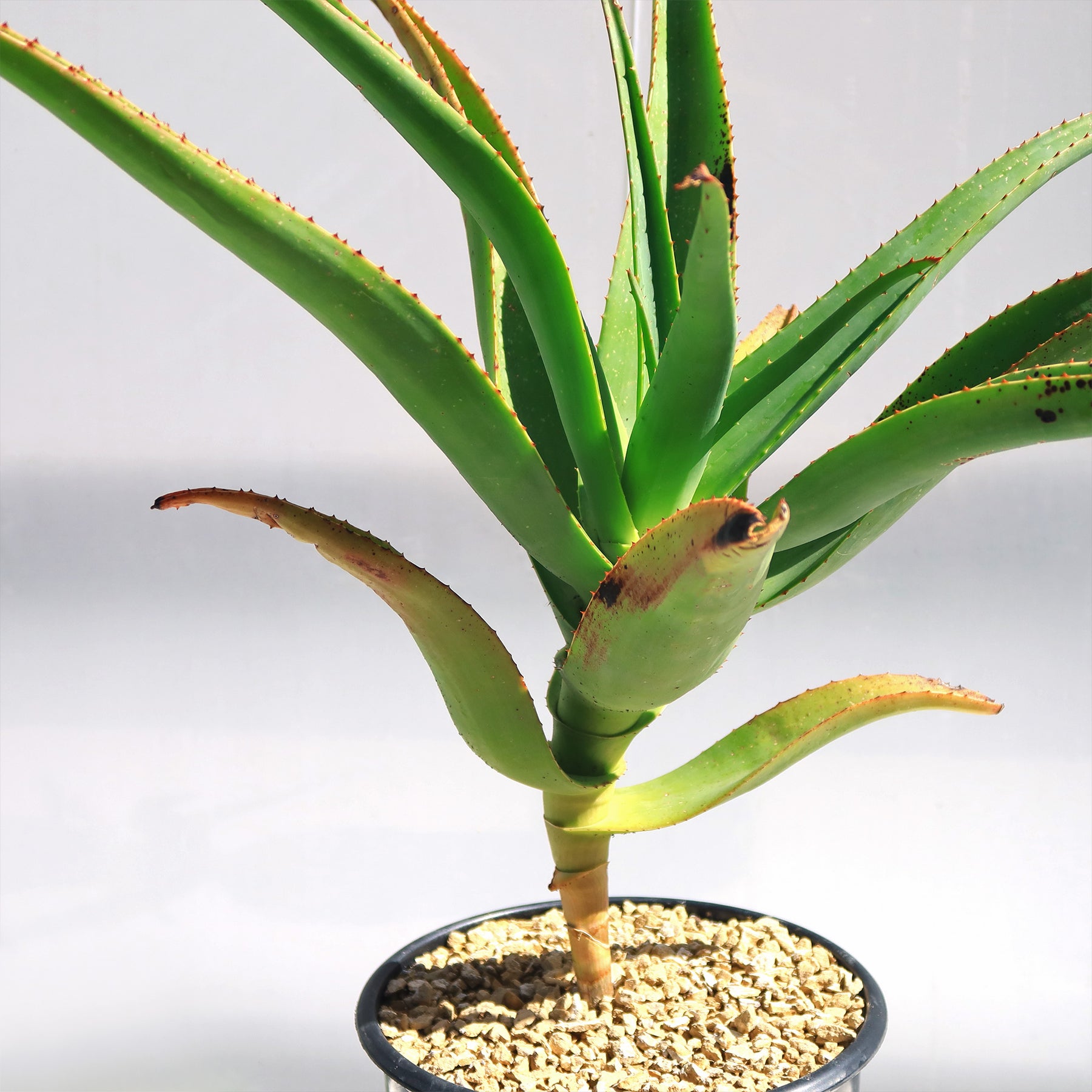 Tree Aloe Aloe Tree - Aloidendron barberae bainesii | Shop Now – Planet Desert