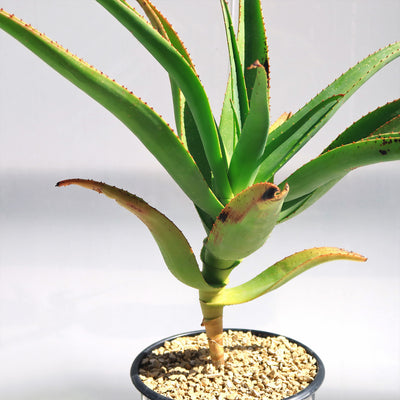 Aloe Tree - Aloidendron barberae bainesii
