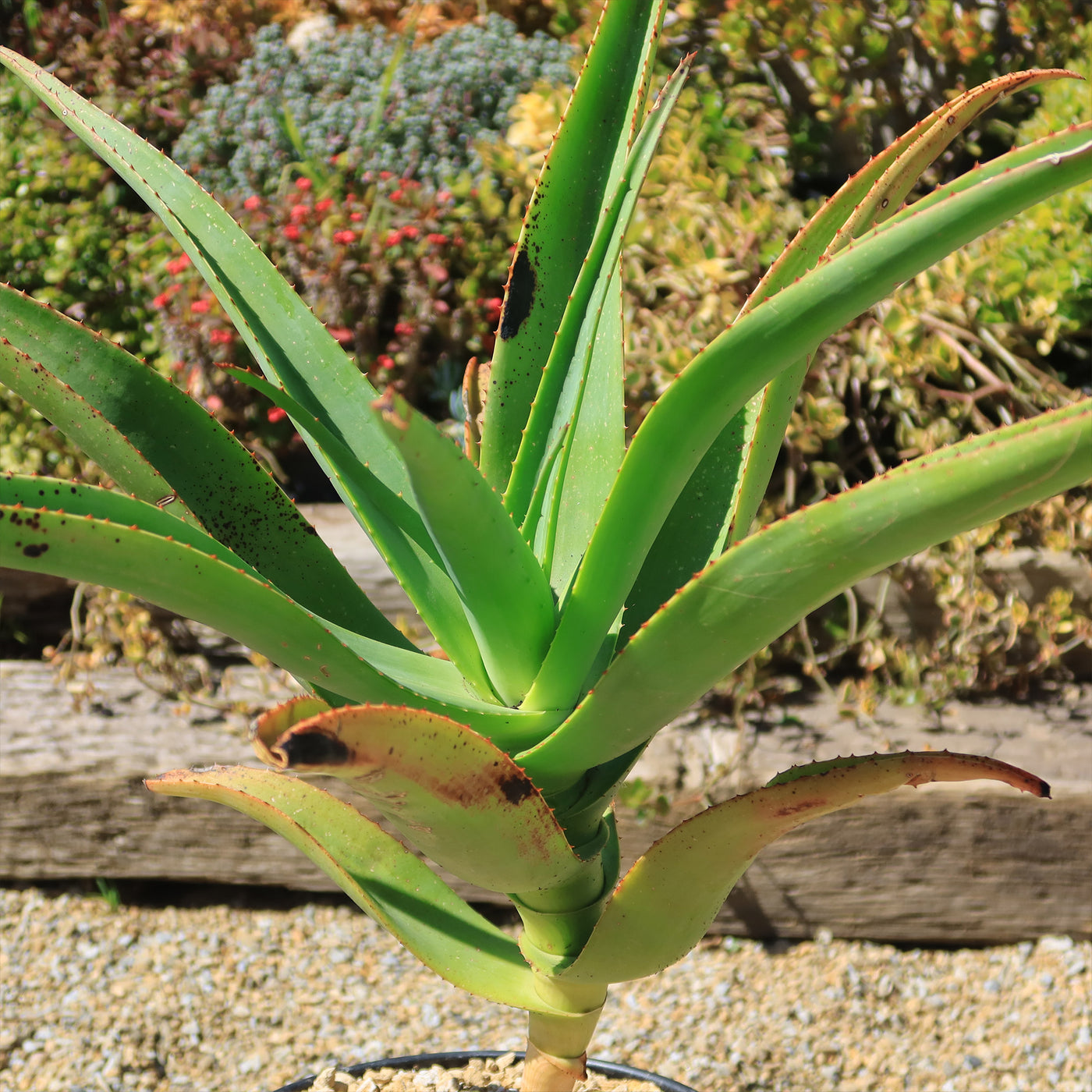aloe vera plant near me now Aloe Tree - Aloidendron barberae bainesii