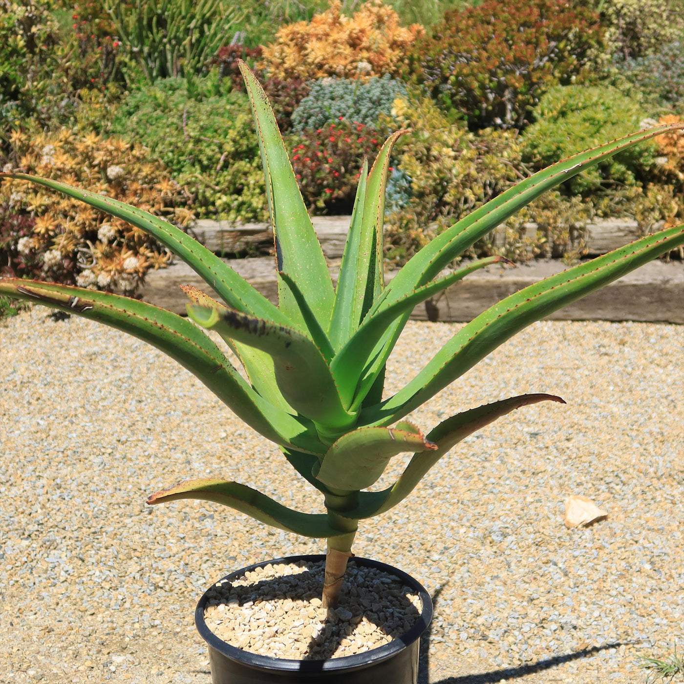 Tree Aloe Aloe Tree - Aloidendron barberae bainesii | Shop Now – Planet Desert