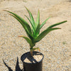 Aloe Tree - Aloidendron barberae bainesii