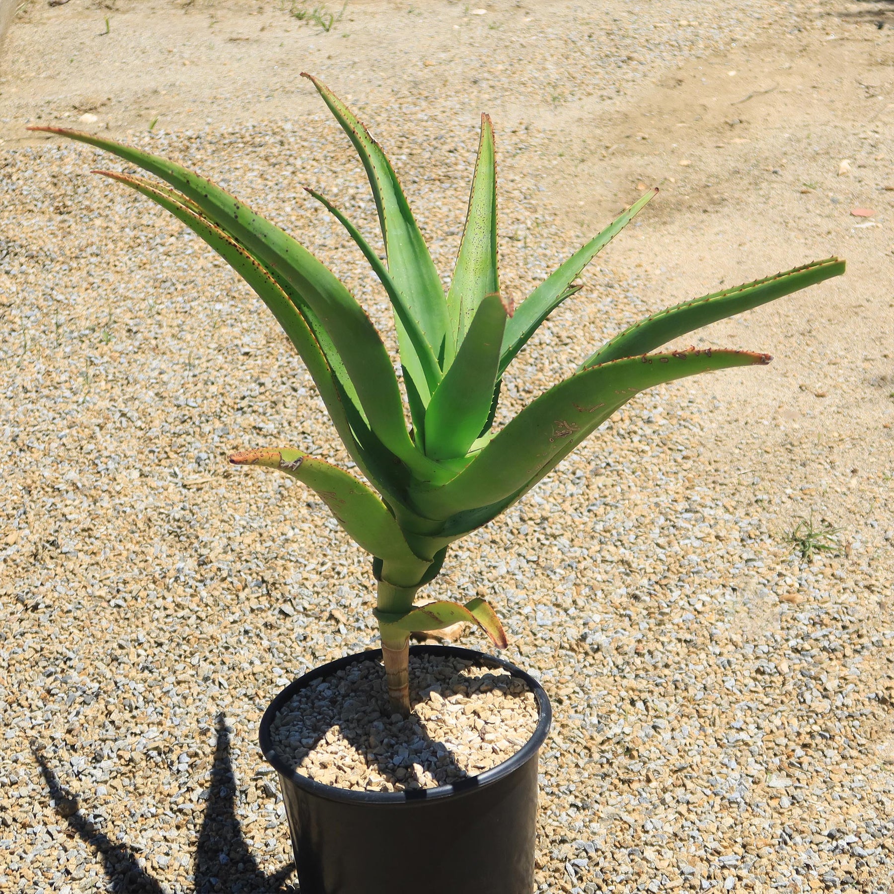 Tree Aloe Aloe Tree - Aloidendron barberae bainesii | Shop Now – Planet Desert