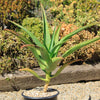 Aloe Tree - Aloidendron barberae bainesii