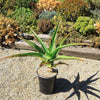 Aloe Tree - Aloidendron barberae bainesii