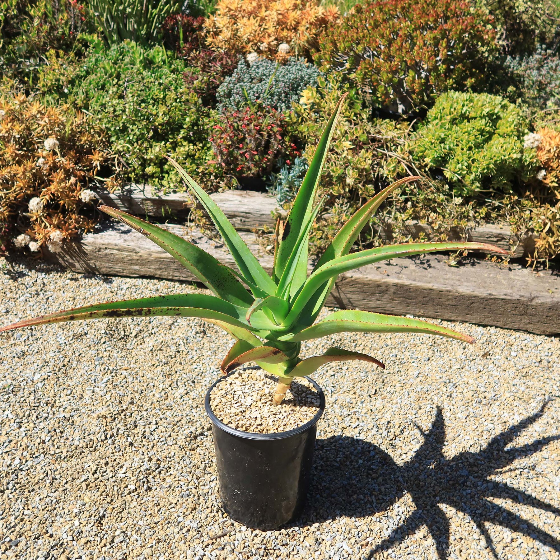 Tree Aloe Aloe Tree - Aloidendron barberae bainesii | Shop Now – Planet Desert