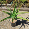 Aloe Tree - Aloidendron barberae bainesii