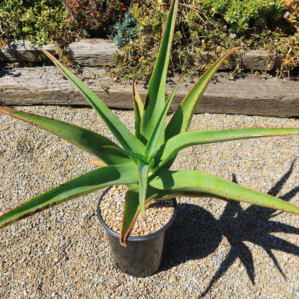 Tree Aloe Aloe Tree - Aloidendron barberae bainesii | Shop Now – Planet Desert