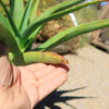 Aloe Tree - Aloidendron barberae bainesii