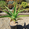 Aloe Tree - Aloidendron barberae bainesii