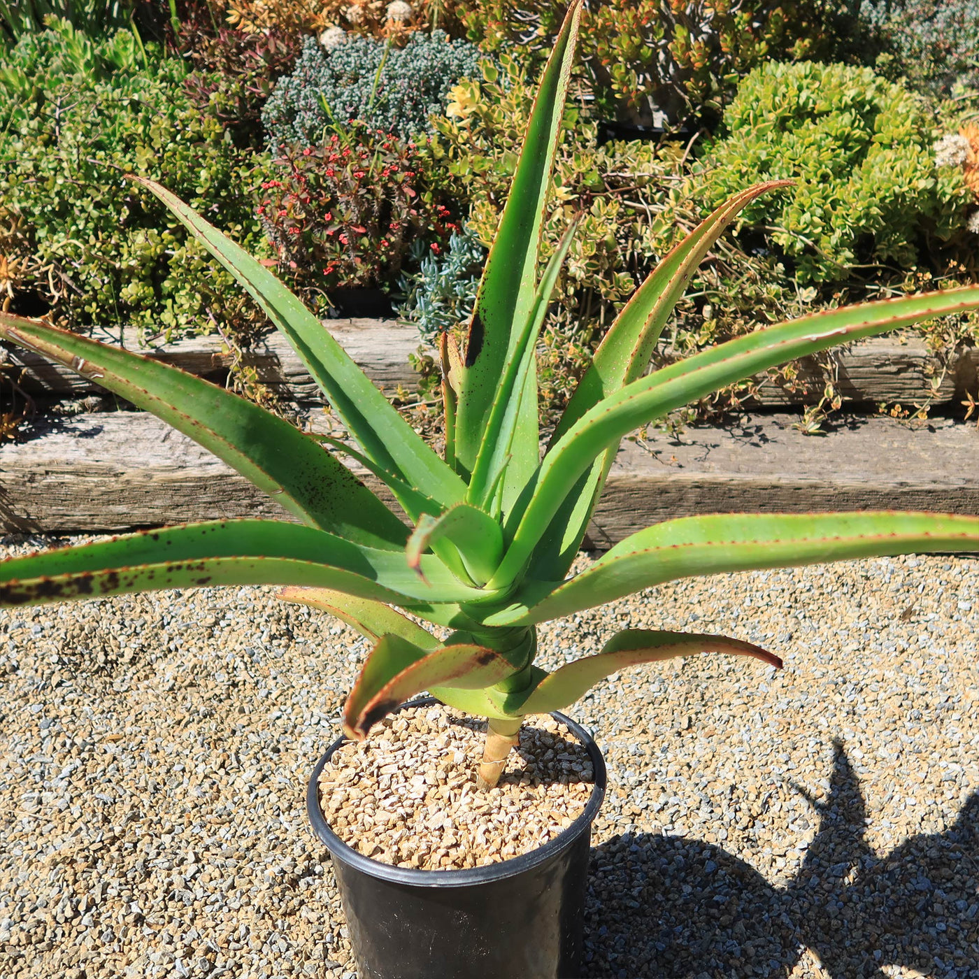 tallest aloe vera plant Aloe Tree - Aloidendron barberae bainesii
