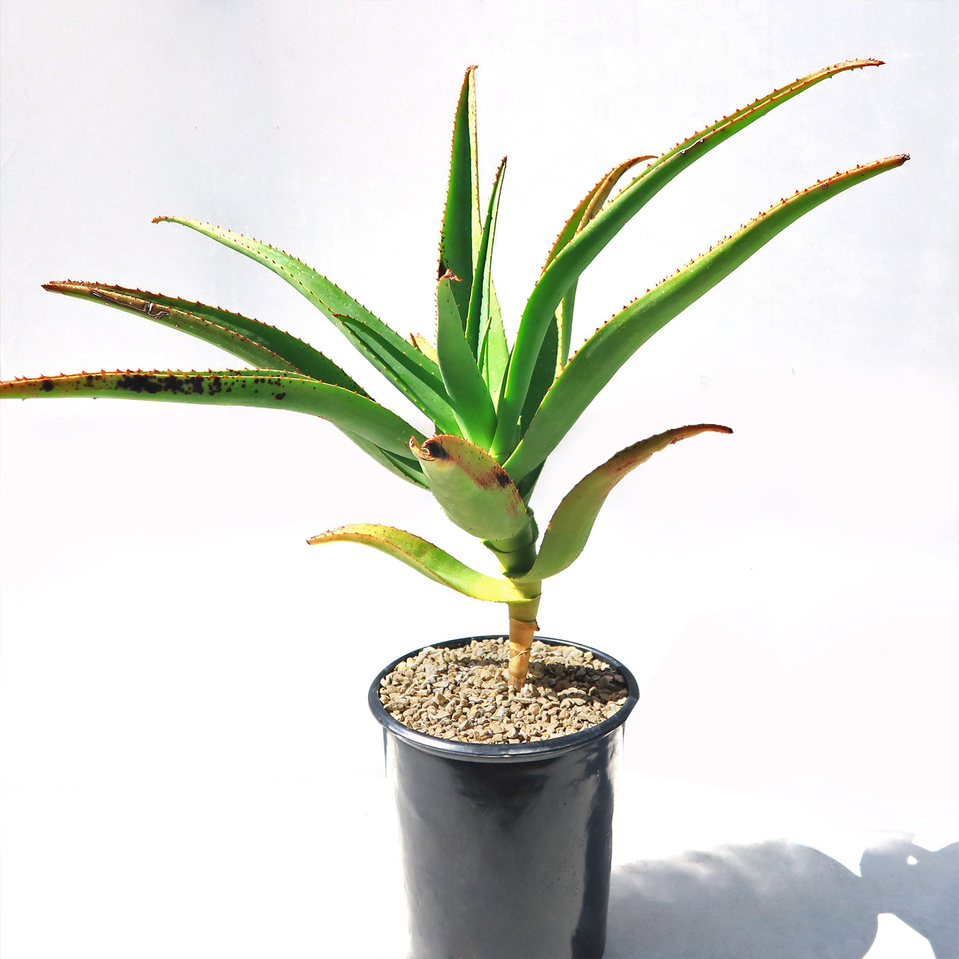 Aloe Tree - Aloidendron barberae bainesii