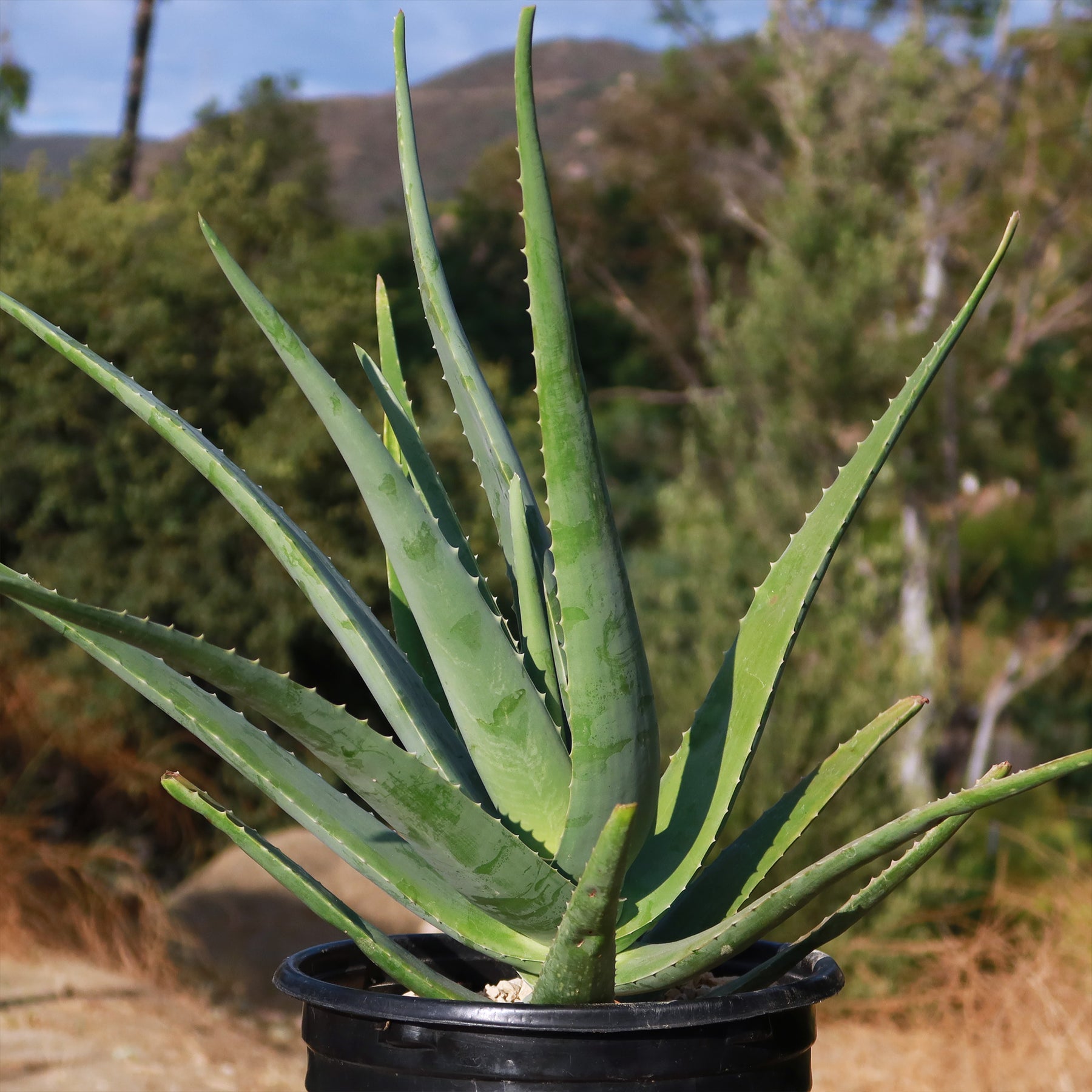 Buy 'Large Aloe Vera Plants - Aloe barbadensis' Care and Growing Guide ...