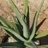 Aloe Vera - Aloe barbadensis &