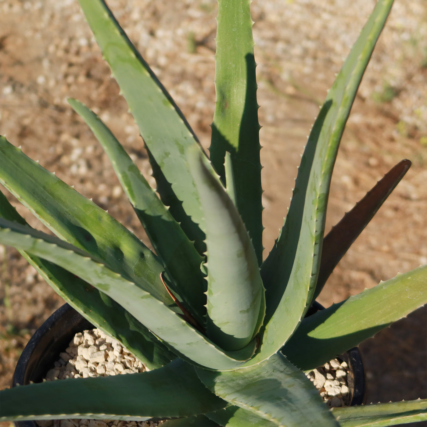 is aloe vera considered a succulent Aloe Vera