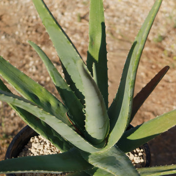 aloe vera plant for burn Aloe Vera