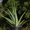 Aloe Vera - Aloe barbadensis &