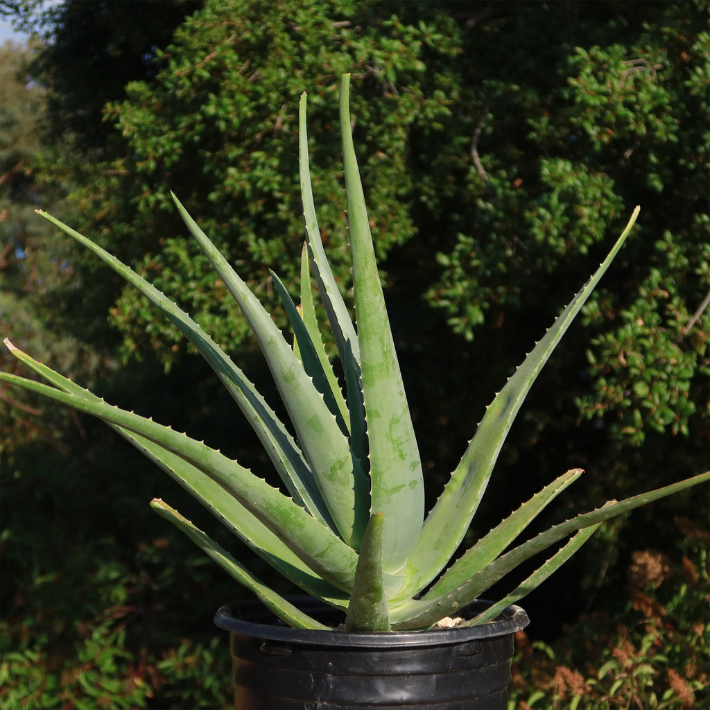 Aloe Vera - Aloe barbadensis &