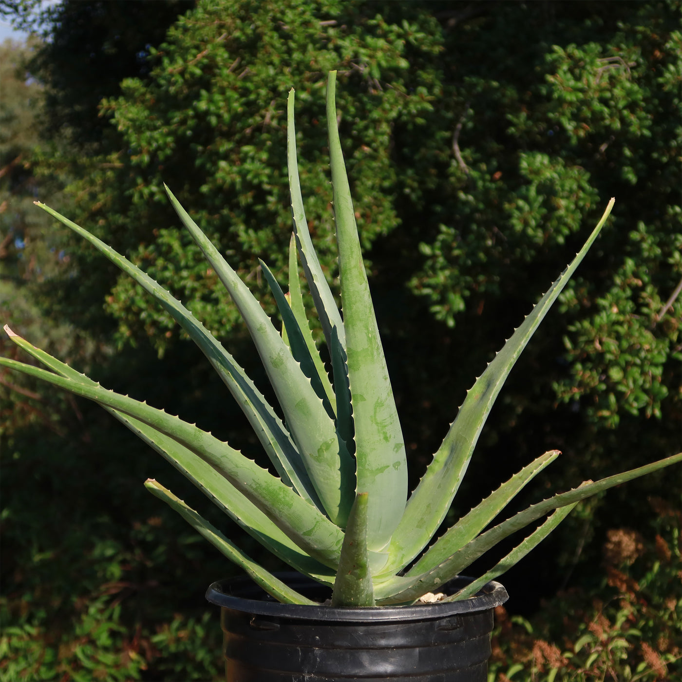 Aloe Vera - Aloe barbadensis 'miller'