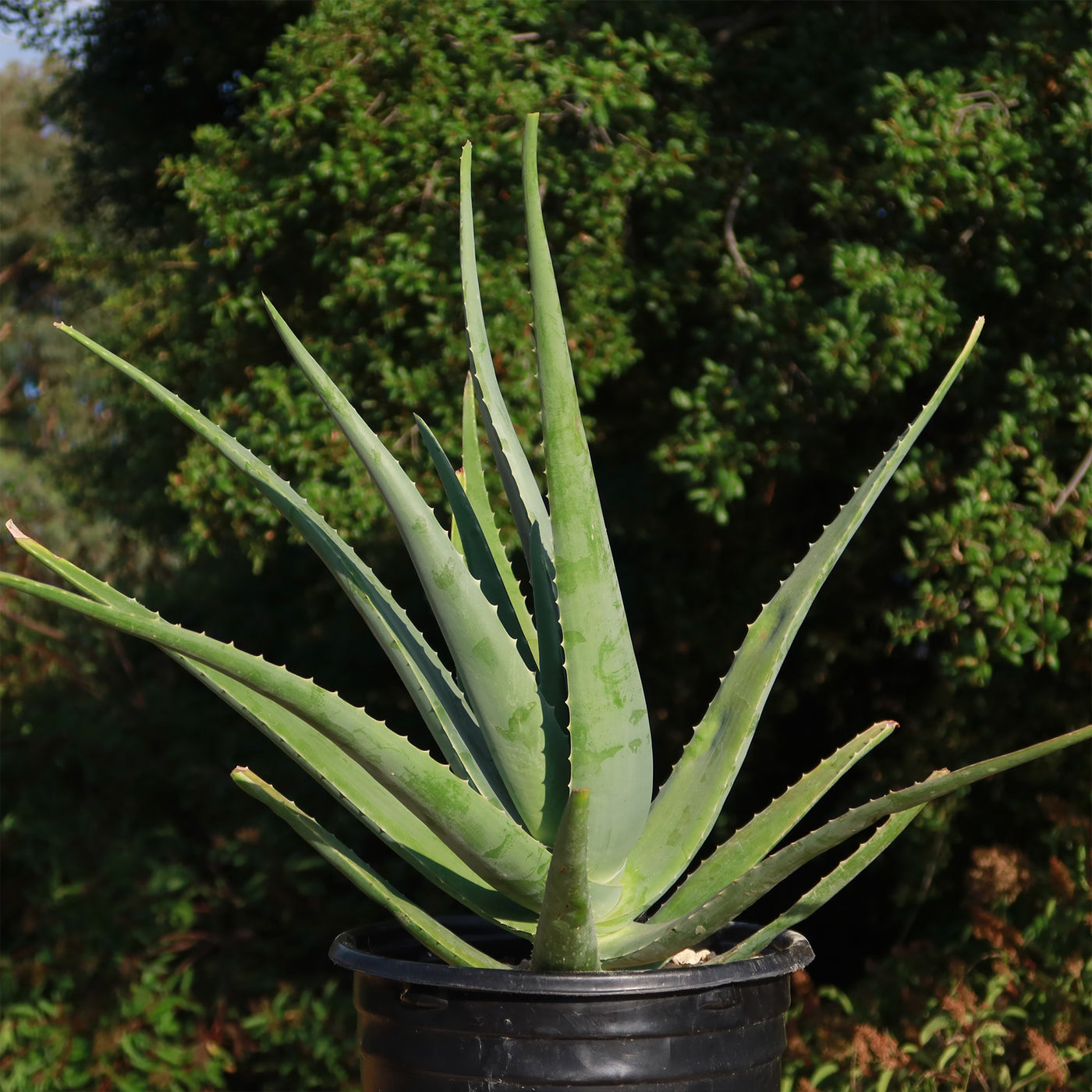 where can i buy a large aloe vera plant Buy 'Large Aloe Vera Plants - Aloe barbadensis' Care and Growing Guide
