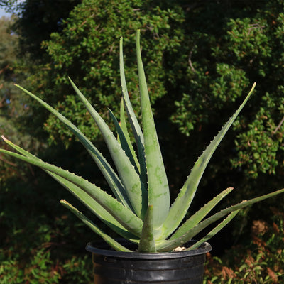 aloe vera plant max size Buy 'Large Aloe Vera Plants - Aloe barbadensis' Care and Growing Guide