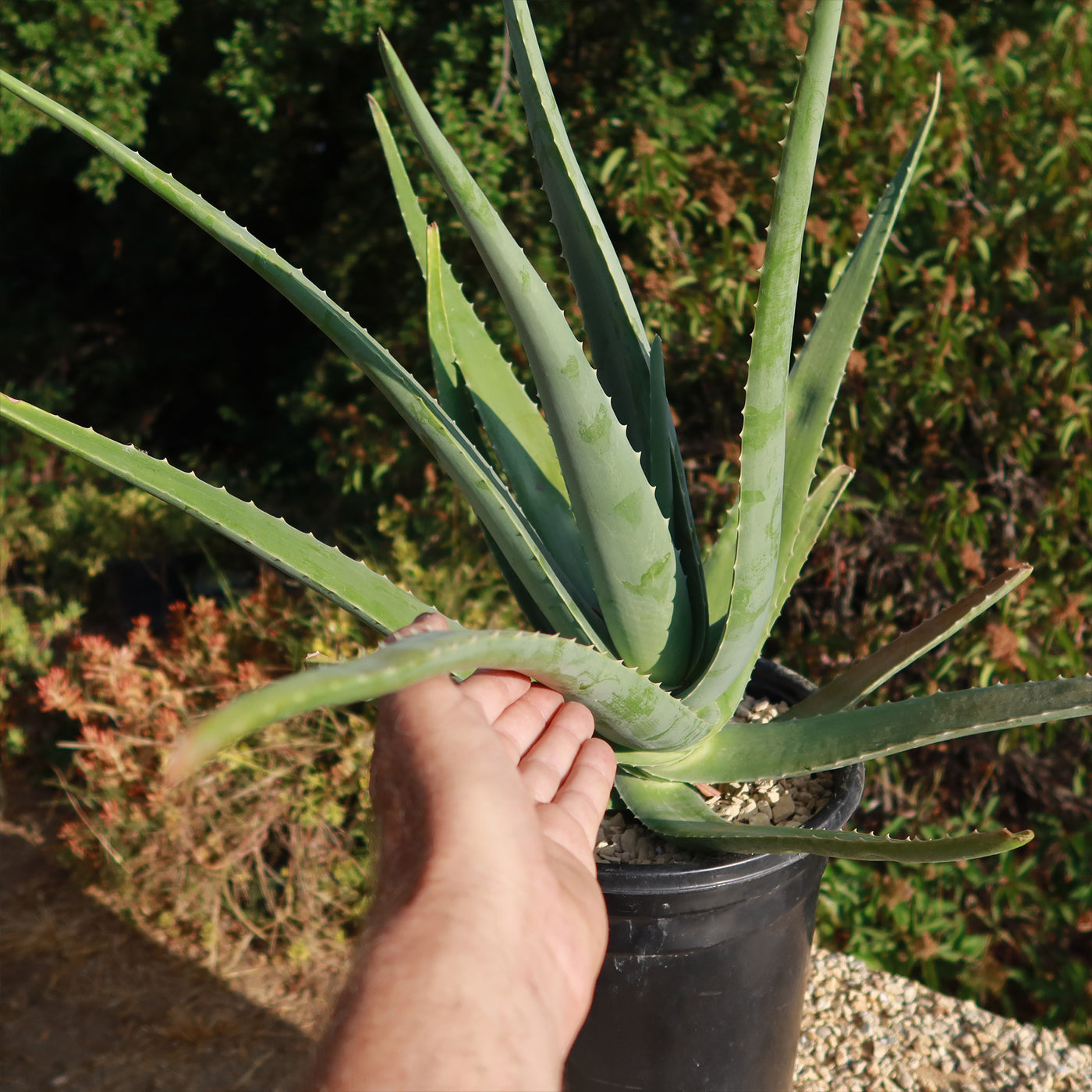 where to buy large aloe vera plant Buy 'Large Aloe Vera Plants - Aloe barbadensis' Care and Growing Guide