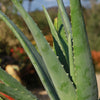 Aloe Vera - Aloe barbadensis &